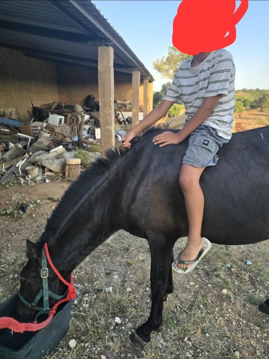 Poltro com 19 meses