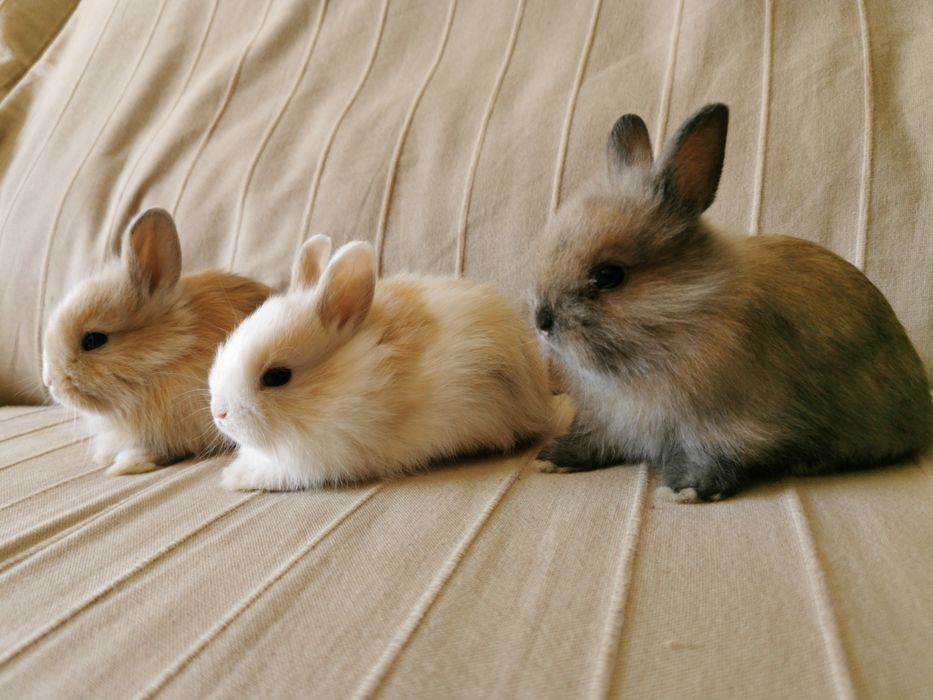 KIT Coelhos anões mini holandês e minitoy super meigos
