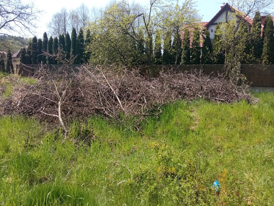 Oddam drzewo drewno opal za darmo