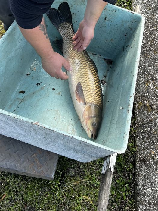 Amur biały duży, waga 8-12 kg/ sztuka