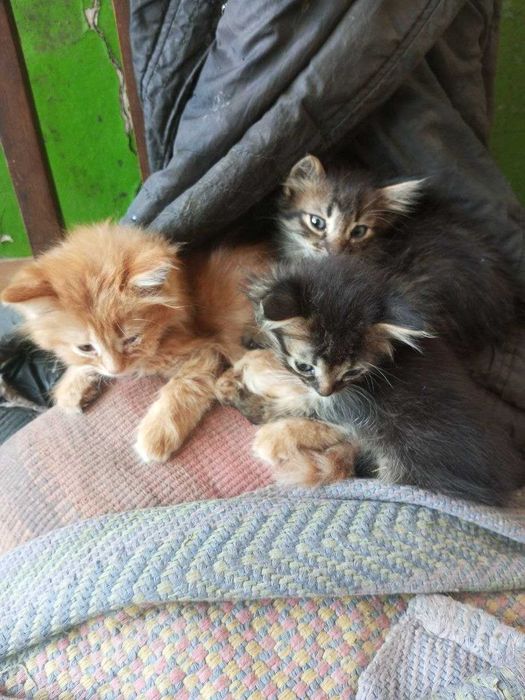 Віддам кошенят у добрі руки
