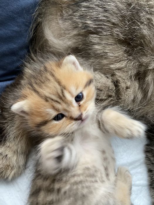 Kotka brytyjska legalna hodowla