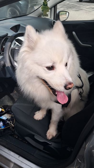 Passeio cães (Carnaxide a Algés)