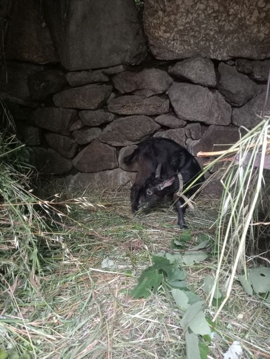 Cabrito cruzado de murciano