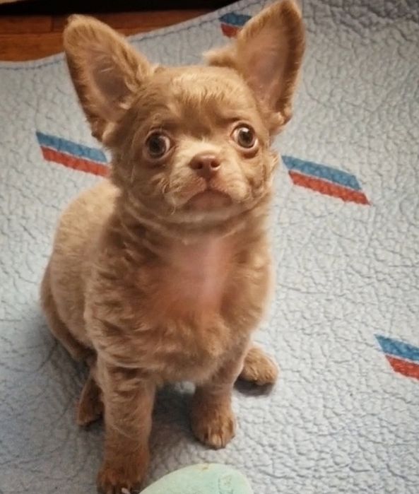 чихуахуа лиловый окрас