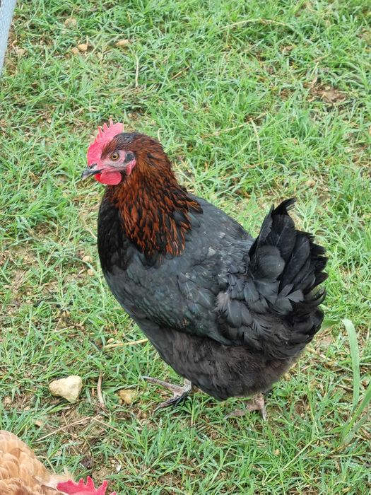 venda de ovos galinhas Marans