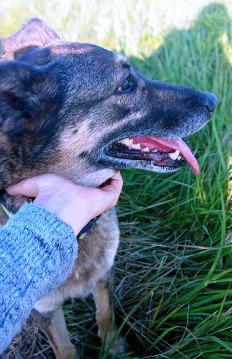 Kora - wspaniała suczka szuka domu,  wysterylizowana