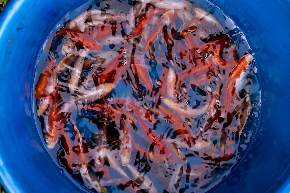 Ryby ozdobne Murowaniec- Karp koi, karaś, amur, jesiotr