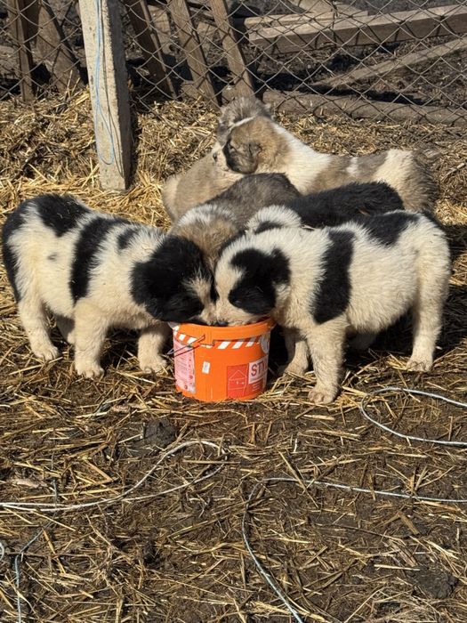 Щенки Алабая(5000 один)