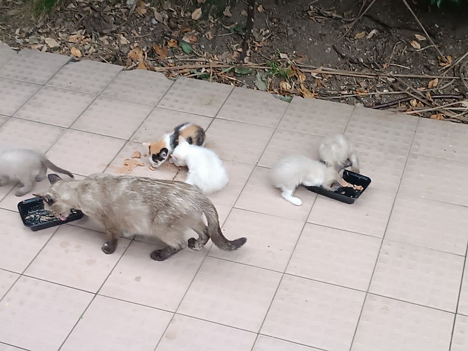 Doar gatinhos , 1 Mês