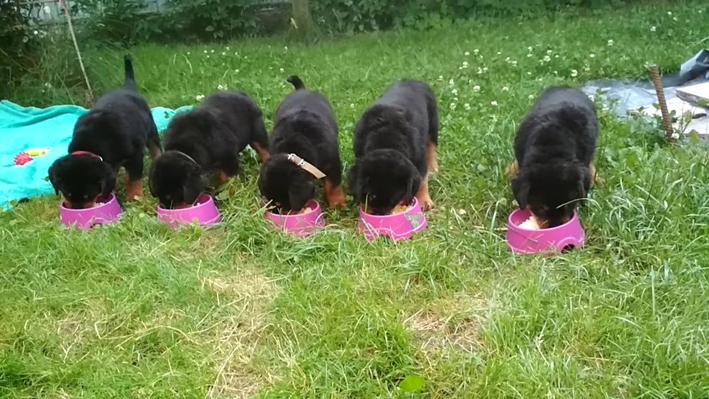 Ротвейлер, цуценята.