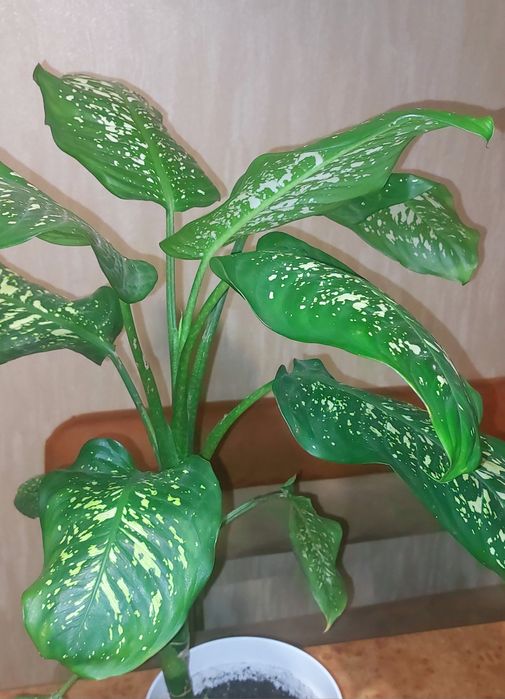 Вазон діффенбахія