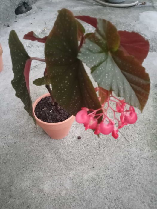 Begônia em idade de floração