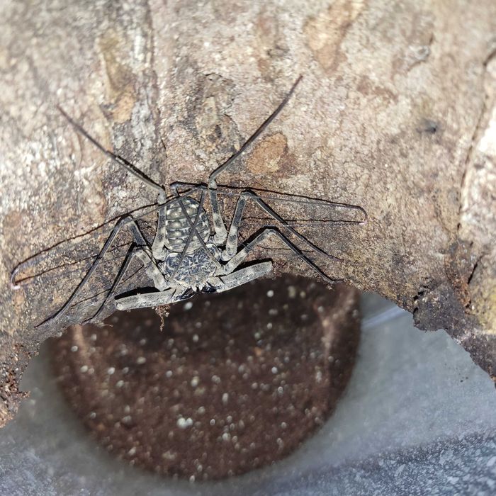 Amplypyga damon johnstonii