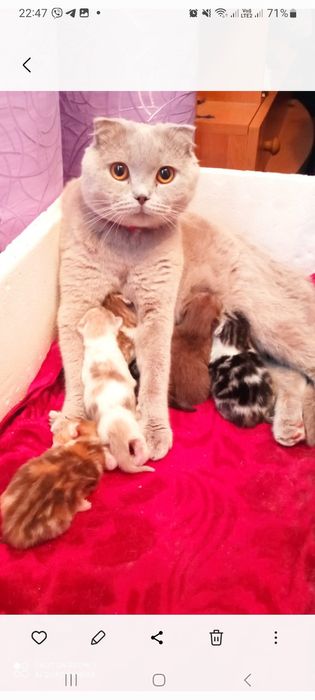 Шотландський  кіт в"язка