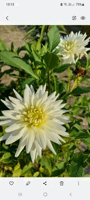 Dalia kaktusowa,  biała