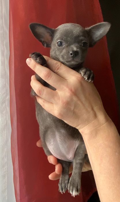 Чіхуа різнокольорові