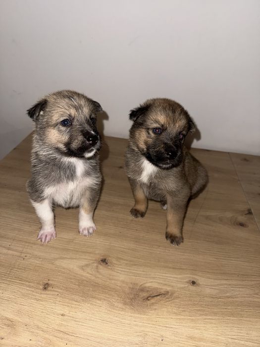 Szczenięta Husky do adopcji