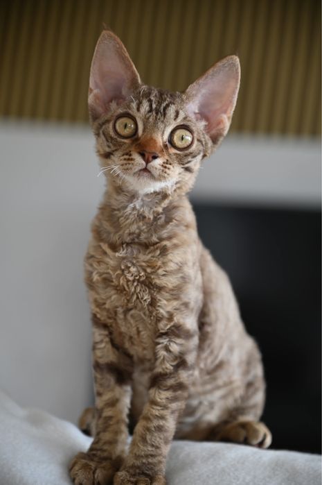 Koteczka Devon Rex