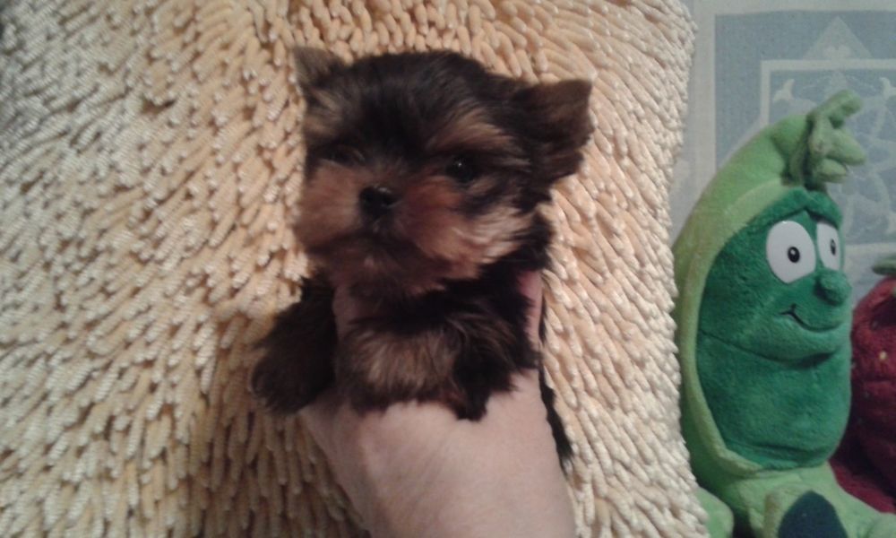 Yorkshire terrier - mini piesek