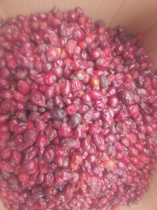 шиповник 2025.  шипшина