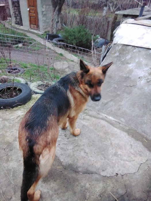 Продам щенков немецкой овчарки