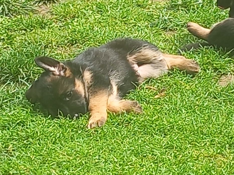 Lindo Cachorro Pastor Alemão Pêlo Curto