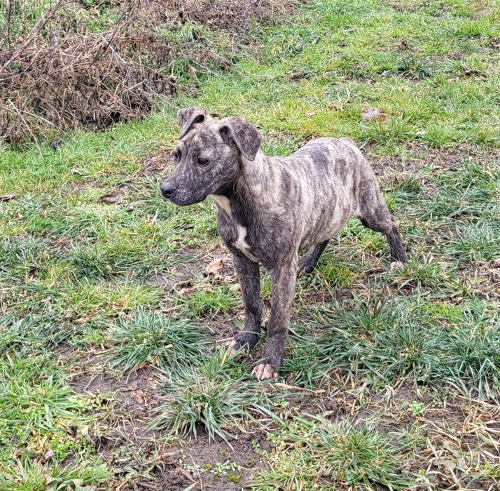 Piesek duzy pregowany/typ amstaff