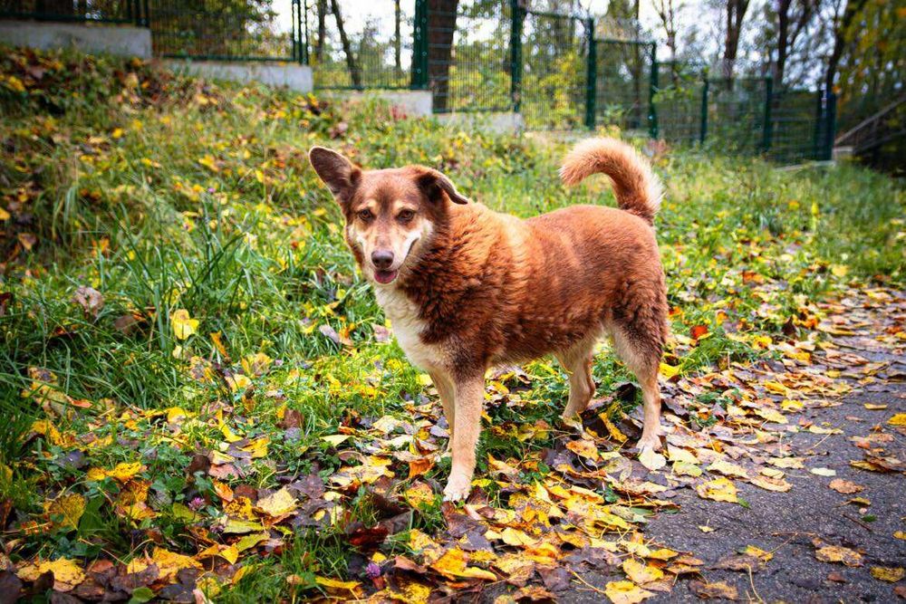 Czekoladowy Maksiu marzy o swoim domku