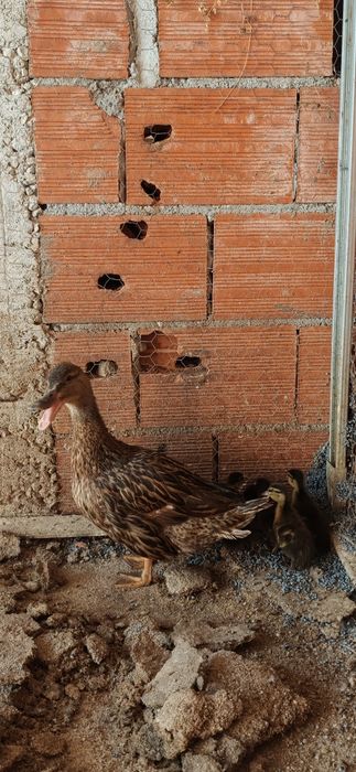 Patos Reais 2026