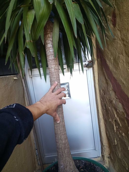 Yucca Elephants Planta 2M50CM
