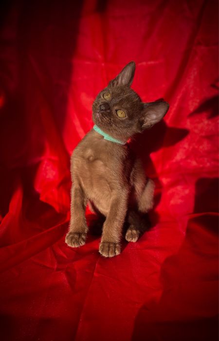 Европейская бурма - бурманский котенок