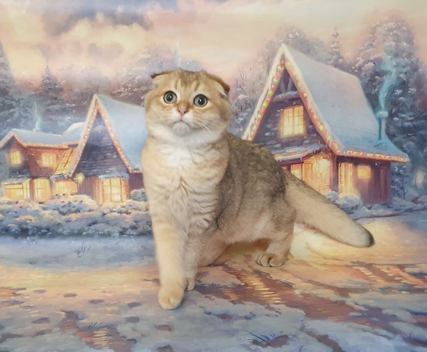 Золотистый зеленоглазый фолдик