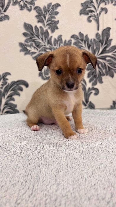 Продам хлопчика в добрі та хороші руки