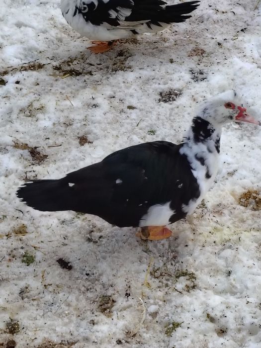 Білі важкі качки..