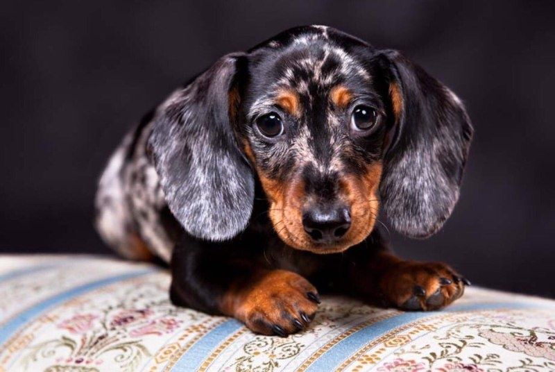 Цуценя грайливе, допитливе і ласкаве,