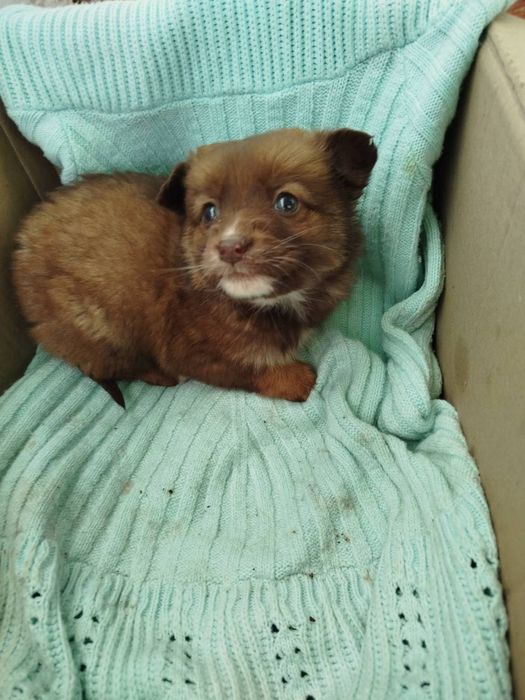 Цуценятка в добрі рученята