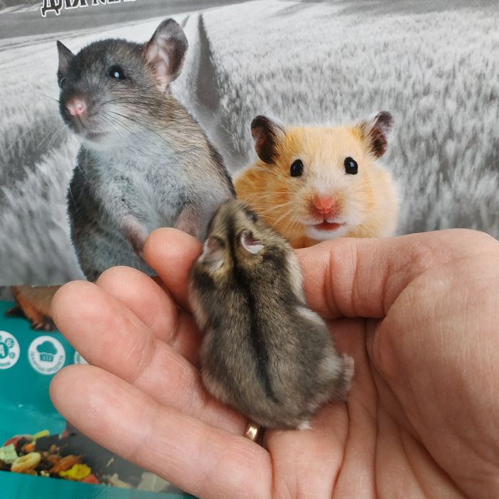 Хомячки разные серые белые рыжие маленькие ручные джунгарские хомяки