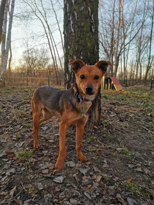 Wiza czeka na dom...