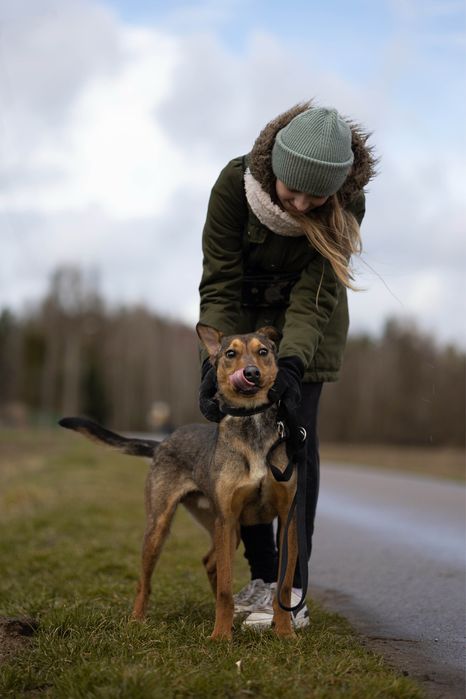Owczarek belgijski malinois mix doberman – pies aktywny do adopcji