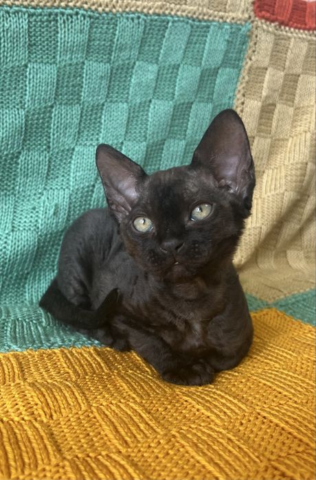 Дівчинка Девон Рекс/Devon Rex