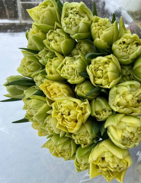 Тюльпан зріз оптом ОПТ РОЗДРІБ  тюльпани Полтава від виробника