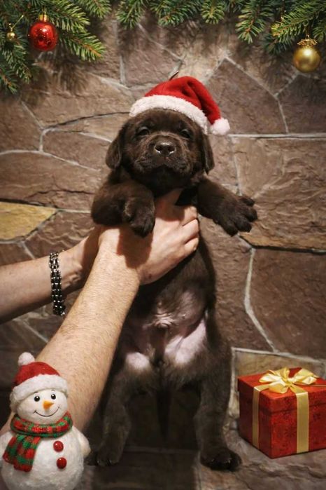 Шоколадні лабрадори документи КСУ