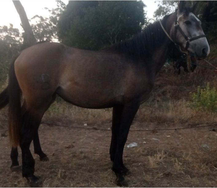 Poldra russa com 3 anos