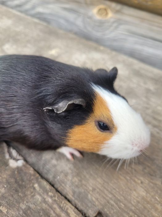 Продам морських свинок