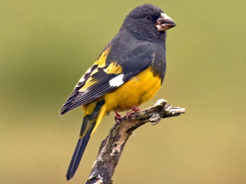 white winged grosbeak