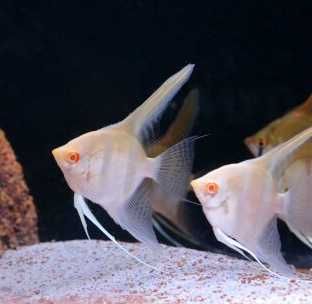 Skalar Golden Albino Red Eye | Hodowla Łajski