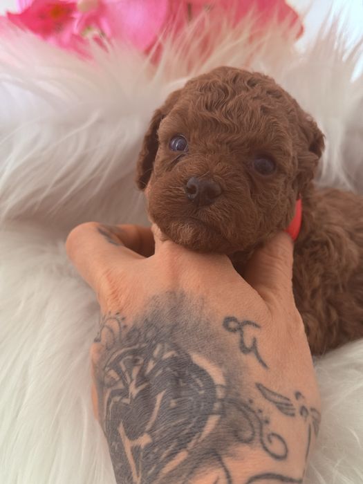Cavapoo chłopak xs