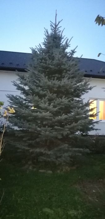 Продам ялинку висотою 7 м