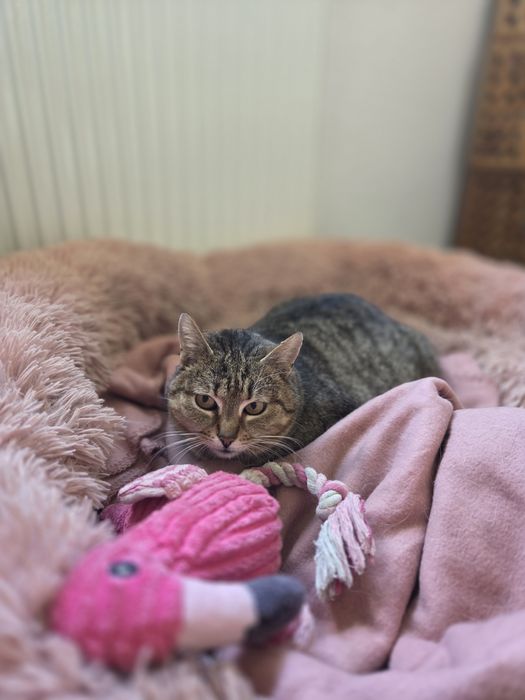 Kotka Ela do adopcji